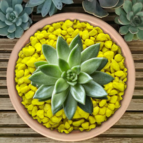2.5kg yellow Coloured Plant Pot Garden Gravel - Premium Garden Stones for Decoration