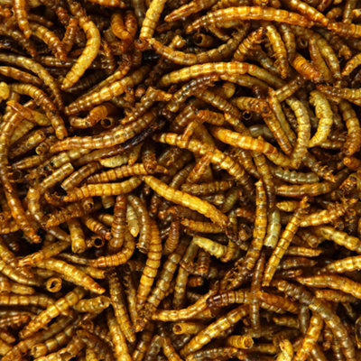 2.5L SQUAWK Dried Mealworms - Premium Quality Wild Bird Food Garden Snacks For Birds - 3