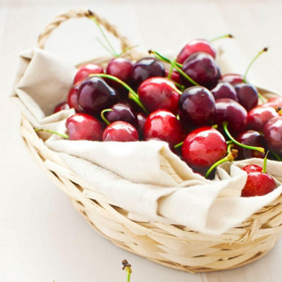 2 Cherry Duo Trees 2 Dessert Varieties Extended Harvest Sweet Dark ...