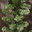 2 Pack 270cm (9ft) x 20cm Imperial Pine Christmas Garland Decoration Plain Green