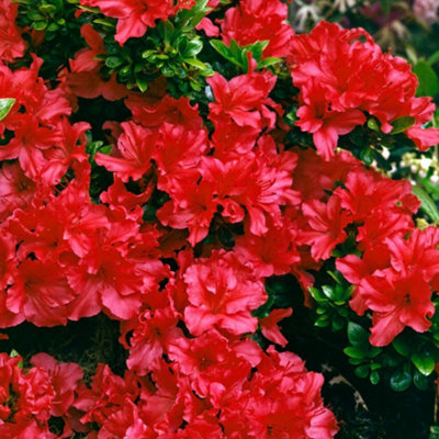 2 Red Japanese Azalea (20-30cm Height Including Pot) - Delicate Red Blooms,  Evergreen