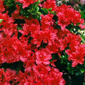 2 Red Japanese Azalea (20-30cm Height Including Pot) - Delicate Red Blooms, Evergreen