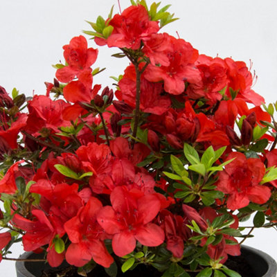 2 Red Japanese Azalea (20-30cm Height Including Pot) - Delicate Red Blooms, Evergreen