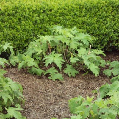 2 x 100L Strulch Mulch Straw Mulch in 9kg Bags - Natural Straw Mulch for Gardens Perfect as a Natural Slug & Snail Deterrent - Mul - 4