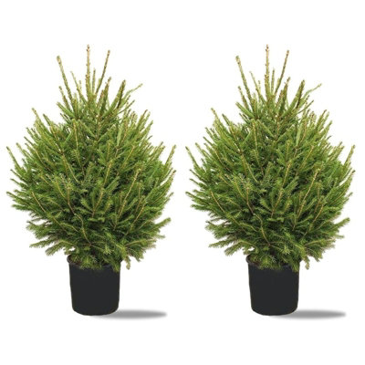 2 x 3ft Norway Spruce Christmas Trees - Premium UK Grown Pot Grown ...