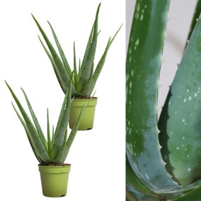 2 x Aloe Vera Plants 25-30cm In Height - Perfect Plants For Beginners
