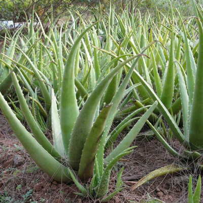 2 x Aloe Vera Plants 25-30cm In Height - Perfect Plants For Beginners