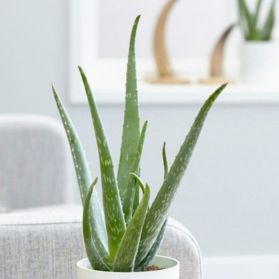 2 x Aloe Vera Plants 25-30cm In Height - Perfect Plants For Beginners - 3