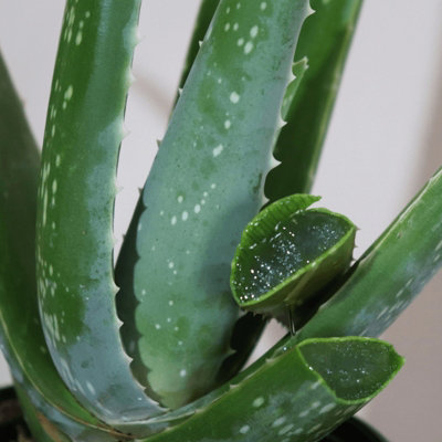 2 x Aloe Vera Plants 25-30cm In Height - Perfect Plants For Beginners - 4
