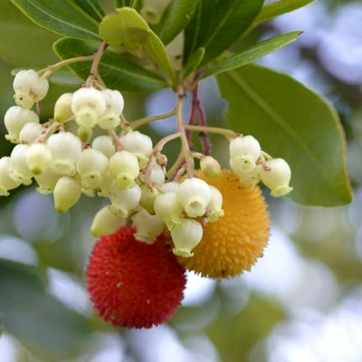 2 x Arbutus unedo Compacta Plant in 9cm Pot - Easy Grow Strawberry Tree ...