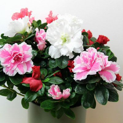 2 x Azalea Carnaval Quattro Indoor Flowering Plant - Live Potted Azalea in  12cm Pots - Easy to