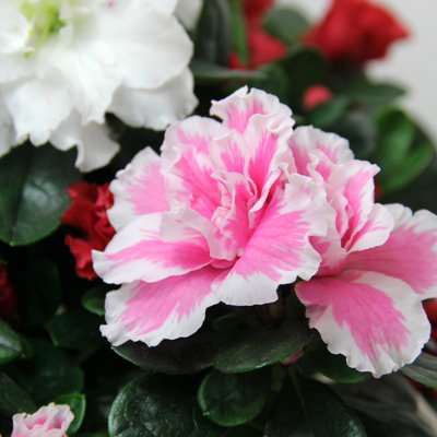 indoor grow lights for plants 63