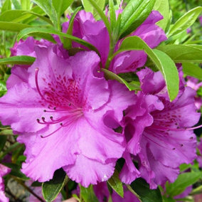 2 x Azalea Purple Splendor - Japanese Azalea - Evergreen Plants in 9cm Pots