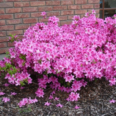 2 x Azalea Purple Splendor - Japanese Azalea - Evergreen Plants in 9cm Pots