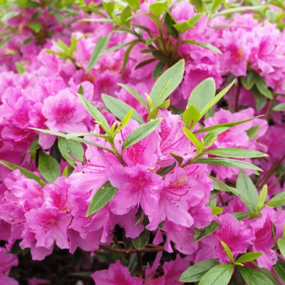 2 x Azalea Purple Splendor - Japanese Azalea - Evergreen Plants in 9cm Pots - 3