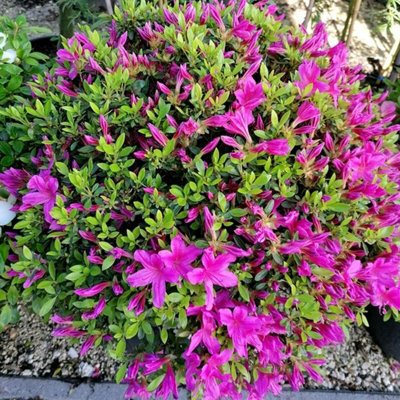 2 x Azalea Purple Splendor - Japanese Azalea - Evergreen Plants in 9cm Pots - 5