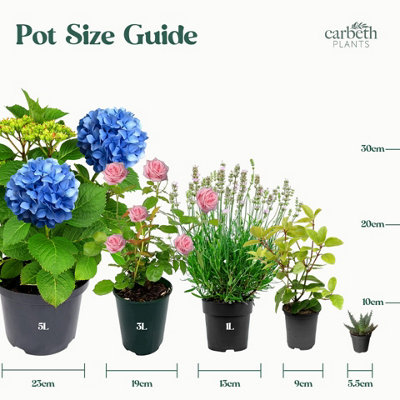2 x Azalea Purple Splendor - Japanese Azalea - Evergreen Plants in 9cm Pots - 6