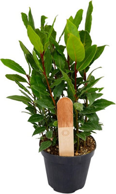 2 x Bay Laurel Herb Plants in 12cm Pots - Laurus Nobilis for Culinary ...