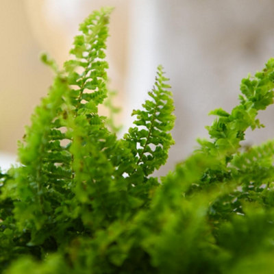 2 x Boston Fern (Nephrolepis exaltata Bostoniensis) 12cm Potted ...