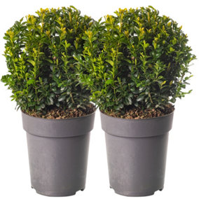 2 x Buxus Sempervirens Balls (30-50cm Height Including Pot) - Classic Ball Shape, Evergreen Foliage, Sun or Partial Shade