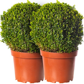 2 x Buxus Sempervirens Balls (40-60cm Height Including Pot) - Classic Ball Shape, Evergreen Foliage, Sun or Partial Shade