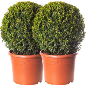 2 x Buxus Sempervirens Balls (60-80cm Height Including Pot) - Classic Ball Shape, Evergreen Foliage, Sun or Partial Shade
