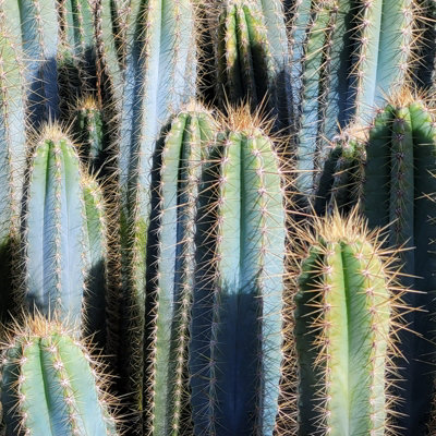2 x Cactus Pilosocereus Azureus Plant in 8.5cm Pots - Blue Torch Columnar  Cacti Houseplant - Tall