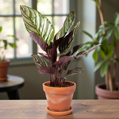 2 x Calathea Majestica Princeps Indoor Plant in 14cm Pot - Variegated  Tropical Prayer Plant Easy Care