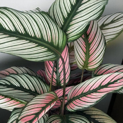 calathea lietzei The Goeppertia lietzei 'Yellow Fusion' is a rare, vibrant houseplant with  stunning variegation. Its compact size makes it a versatile addition to any  collection. A must-have for plant lovers! main image 0