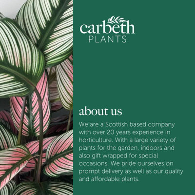 2 x Calathea Majestica Princeps Indoor Plant in 14cm Pot - Variegated  Tropical Prayer Plant Easy Care