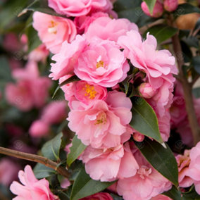 2 x Camellia 'Donation' - Evergreen Shrubs Ready to Plant in 9cm Pots