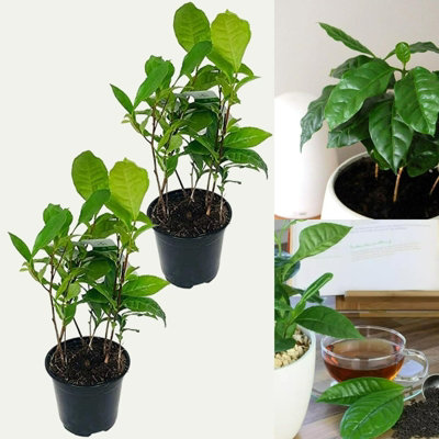 2 x Camellia Sinensis Plants in 11cm Pots - Tea Plants - Indoor/Outdoor Use