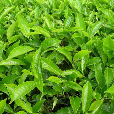 2 x Camellia Sinensis Plants in 11cm Pots - Tea Plants - Indoor/Outdoor Use