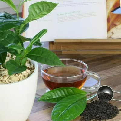 2 x Camellia Sinensis Plants in 11cm Pots - Tea Plants - Indoor/Outdoor Use - 3