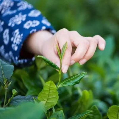 2 x Camellia Sinensis Plants in 11cm Pots - Tea Plants - Indoor/Outdoor Use - 4