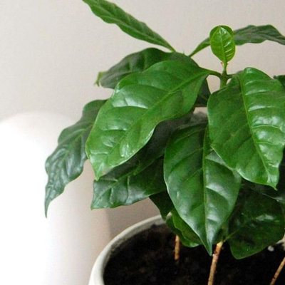 2 x Camellia Sinensis Plants in 11cm Pots - Tea Plants - Indoor/Outdoor Use - 5