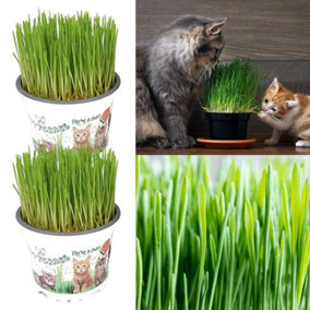 2 x Cat Grass Hordeum Living Plants in 12cm Pots - Growing Plants NOT SEED