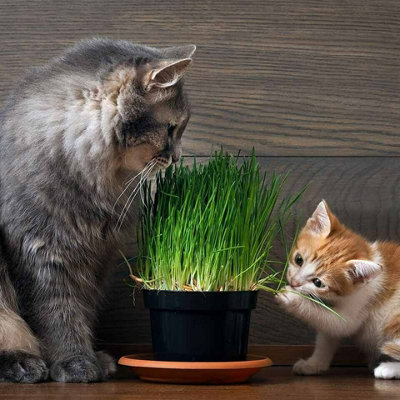 2 x Cat Grass Hordeum Living Plants in 12cm Pots - Growing Plants NOT SEED - 4