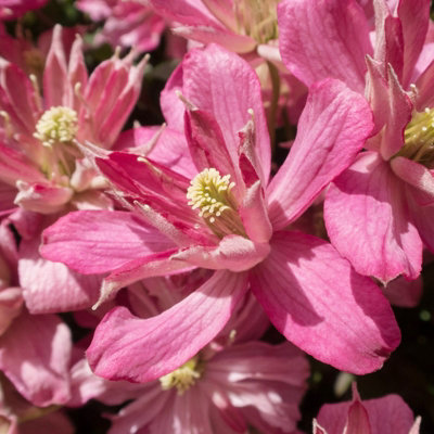 2 x Clematis Montana Broughton Star Climbing Plant in 9cm Pot - Summer Flowering Garden Ready Shrub For Walls, Fences or Trellis