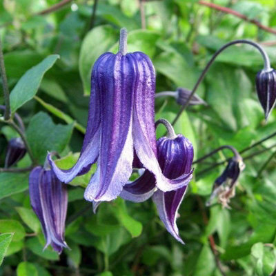 2 x Clematis Rooguchi Climbing Plant in 9cm Pot - Bell Shaped Summer ...