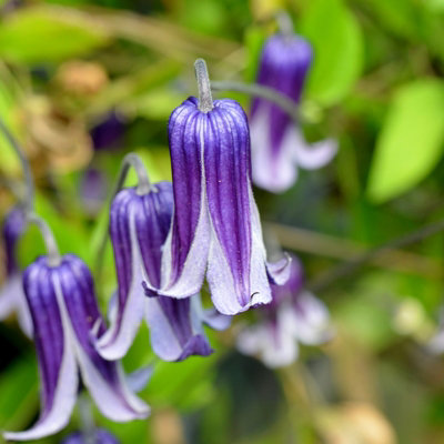 2 x Clematis Rooguchi Climbing Plant in 9cm Pot - Bell Shaped Summer ...