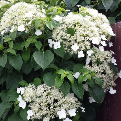 2 x Climbing Hydrangea in 9cm Pots - Hydrangea Petiolaris for Walls & Fences