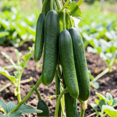 2 x Cucumber Burpless Tasty Green Vegetable Plant - 1 litre Pot - Easy ...