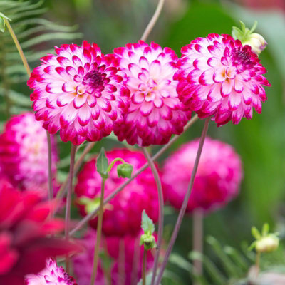 2 x Dahlia Pompom Little Robert Summer Bulbs - Pink Cream Summer Flowering Dahlia Tubers - Herbaceous Perennial Garden Plant
