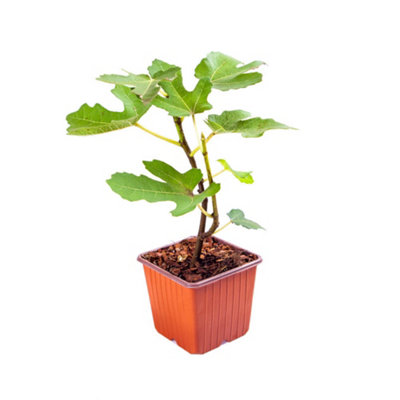 2 x Fig Tree Brown Turkey in 9cm pots - Hardy Fruit Plant for Gardens - 3