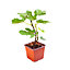 2 x Fig Tree Brown Turkey in 9cm pots - Hardy Fruit Plant for Gardens