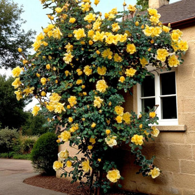 2 x Gardener's Glory Climbing Bare Root Rose - Fragrant, Hardy & Repeat ...