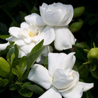 2 x Gardenia Crown Jewel in 9cm Pots - Cape Jasmine - Evergreen Shrubs