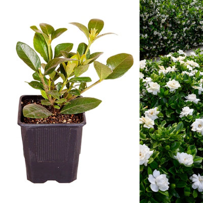 2 x Gardenia Crown Jewel in 9cm Pots - Cape Jasmine - Evergreen Shrubs