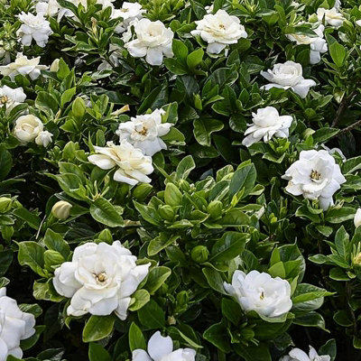 2 x Gardenia Crown Jewel in 9cm Pots - Cape Jasmine - Evergreen Shrubs - 3